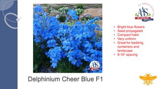 Delphinium Cheer Blue F1
• Bright blue flowers
• Seed propagated
• Compact habit
• Very uniform
• Great for bedding,
conta...