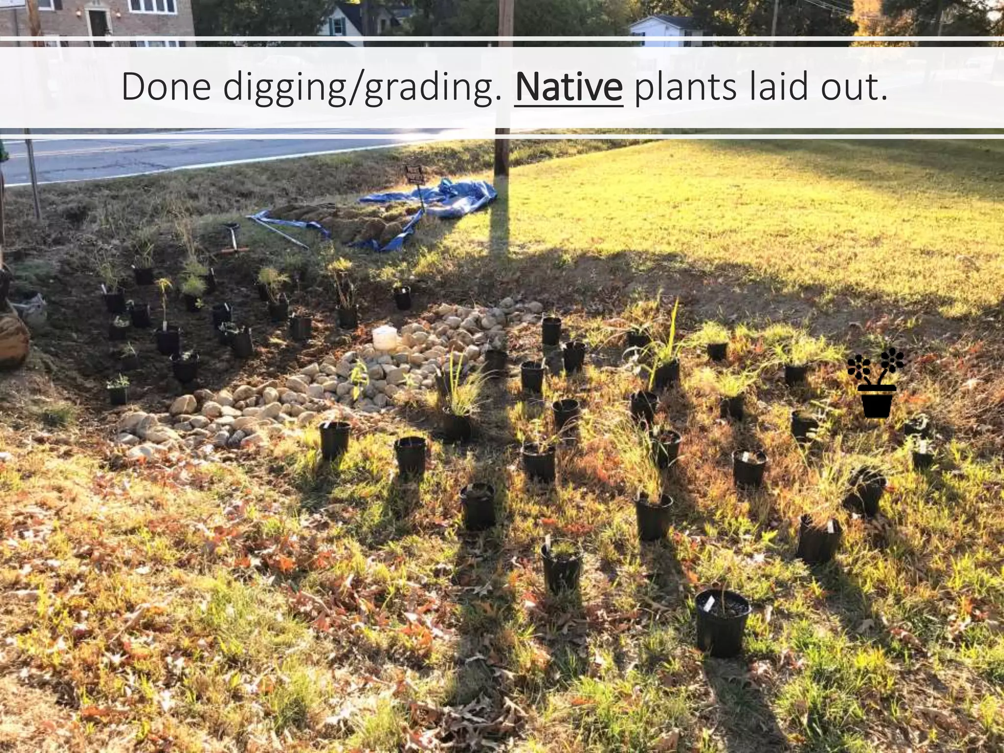 Done digging/grading. Native plants laid out.
 