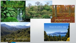 Bosque tropical
Bosque de hojas caducas
Bosques de hojas rígidas matorrales
Bosques de coníferas - taiga
 