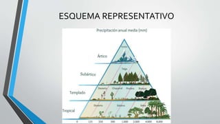 ESQUEMA REPRESENTATIVO
 