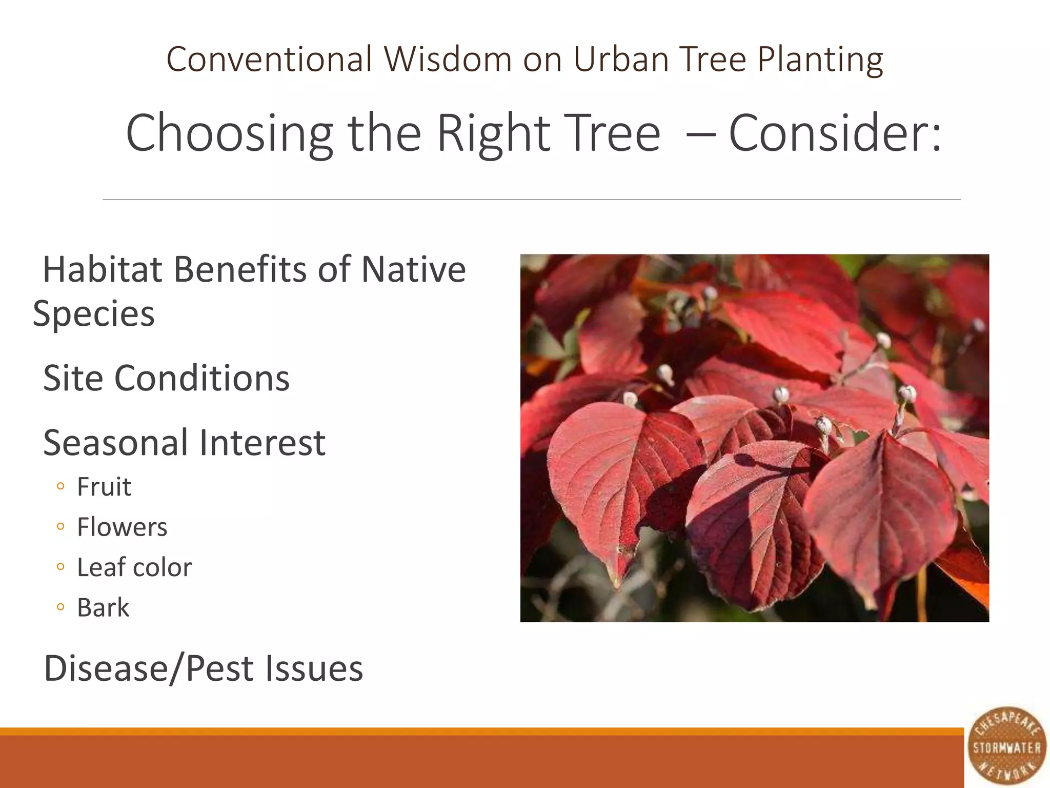 Choosing the Right Tree – Consider:
Habitat Benefits of Native
Species
Site Conditions
Seasonal Interest
◦ Fruit
◦ Flowers
◦ Leaf color
◦ Bark
Disease/Pest Issues
Conventional Wisdom on Urban Tree Planting
 