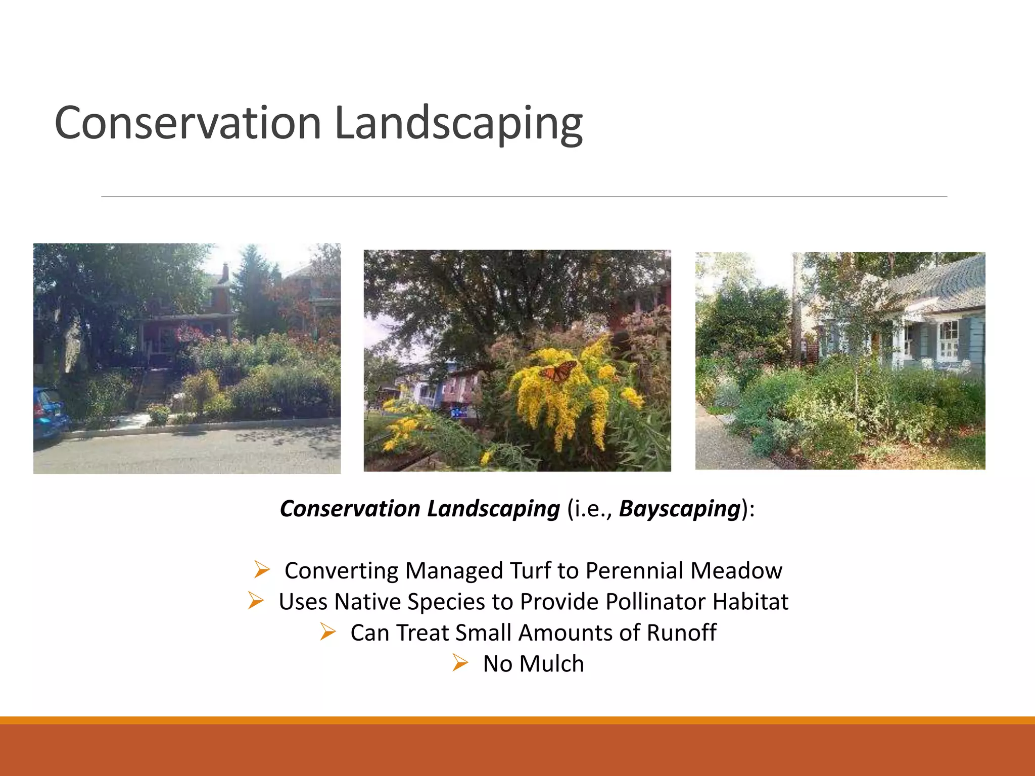 Conservation Landscaping
Conservation Landscaping (i.e., Bayscaping):
 Converting Managed Turf to Perennial Meadow
 Uses Native Species to Provide Pollinator Habitat
 Can Treat Small Amounts of Runoff
 No Mulch
 