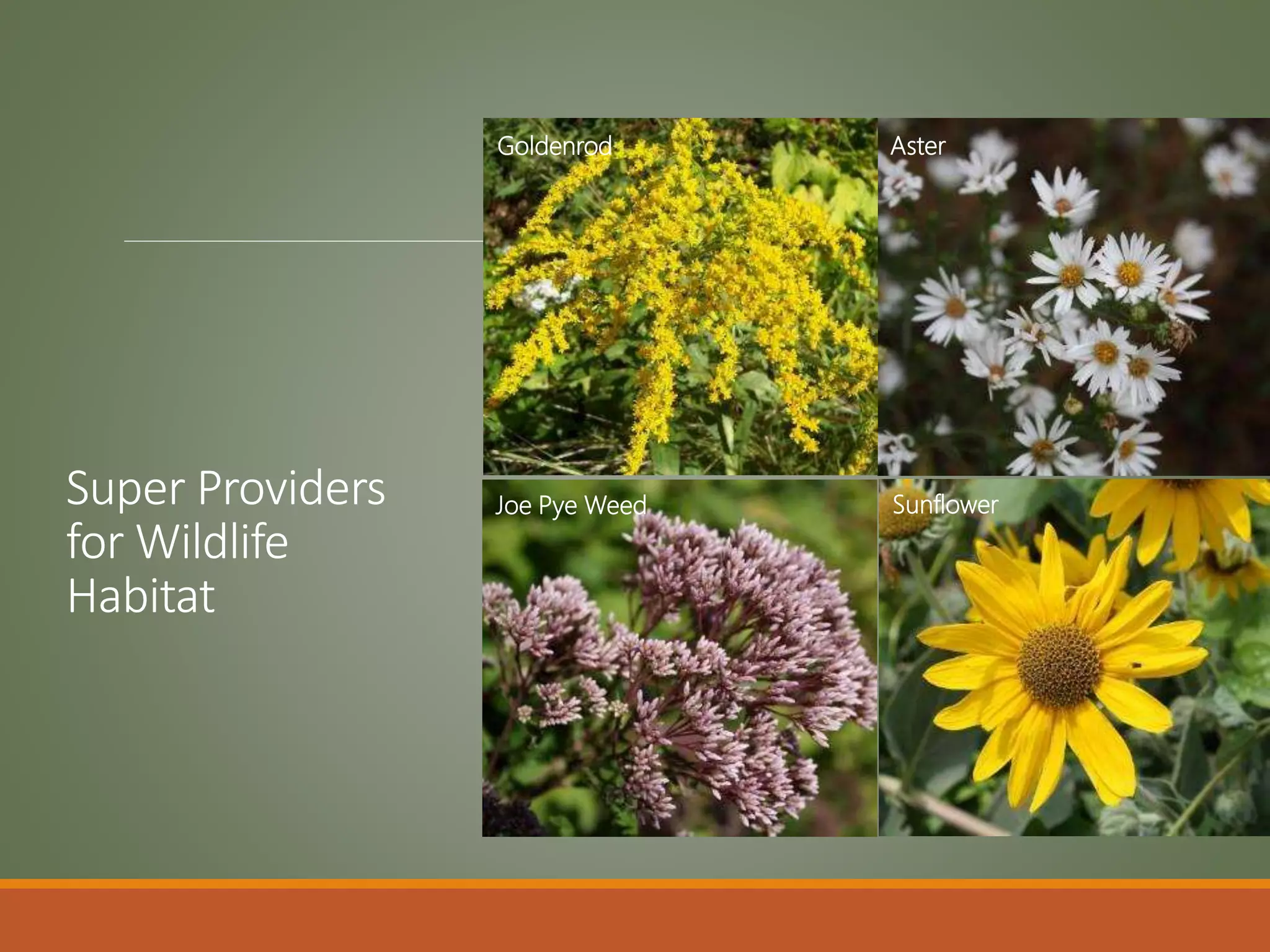 Super Providers
for Wildlife
Habitat
Joe Pye Weed Sunflower
Goldenrod Aster
 