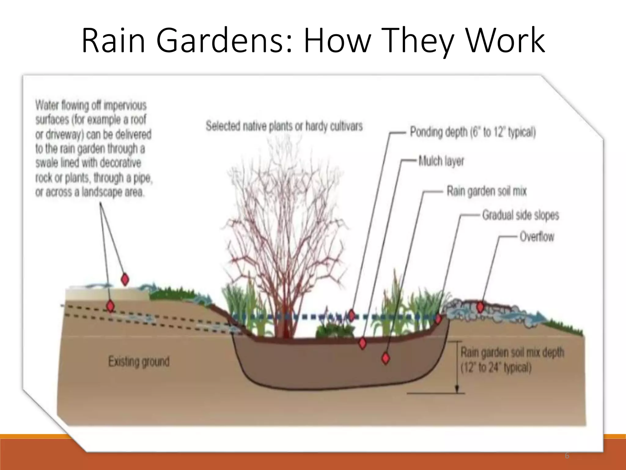 Rain Gardens: How They Work
6
 