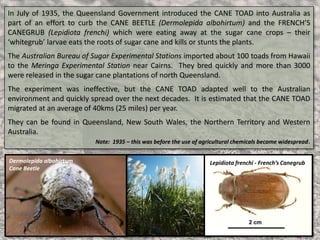 In July of 1935, the Queensland Government introduced the CANE TOAD into Australia as
part of an effort to curb the CANE BEETLE (Dermolepida albohirtum) and the FRENCH’S
CANEGRUB (Lepidiota frenchi) which were eating away at the sugar cane crops – their
‘whitegrub’ larvae eats the roots of sugar cane and kills or stunts the plants.
The Australian Bureau of Sugar Experimental Stations imported about 100 toads from Hawaii
to the Meringa Experimental Station near Cairns. They bred quickly and more than 3000
were released in the sugar cane plantations of north Queensland.
The experiment was ineffective, but the CANE TOAD adapted well to the Australian
environment and quickly spread over the next decades. It is estimated that the CANE TOAD
migrated at an average of 40kms (25 miles) per year.
They can be found in Queensland, New South Wales, the Northern Territory and Western
Australia.
Note: 1935 – this was before the use of agricultural chemicals became widespread.
Dermolepida albohirtum
Cane Beetle
Lepidiota frenchi - French’s Canegrub
 