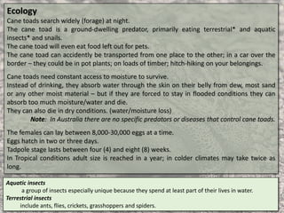 Ecology
Cane toads search widely (forage) at night.
The cane toad is a ground-dwelling predator, primarily eating terrestrial* and aquatic
insects* and snails.
The cane toad will even eat food left out for pets.
The cane toad can accidently be transported from one place to the other; in a car over the
border – they could be in pot plants; on loads of timber; hitch-hiking on your belongings.
Cane toads need constant access to moisture to survive.
Instead of drinking, they absorb water through the skin on their belly from dew, most sand
or any other moist material – but if they are forced to stay in flooded conditions they can
absorb too much moisture/water and die.
They can also die in dry conditions. (water/moisture loss)
Note: In Australia there are no specific predators or diseases that control cane toads.
The females can lay between 8,000-30,000 eggs at a time.
Eggs hatch in two or three days.
Tadpole stage lasts between four (4) and eight (8) weeks.
In Tropical conditions adult size is reached in a year; in colder climates may take twice as
long.
Aquatic insects
a group of insects especially unique because they spend at least part of their lives in water.
Terrestrial insects
include ants, flies, crickets, grasshoppers and spiders.
 