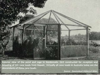 Exterior view of the pond and cage in Gordonvale, QLD constructed for reception and
breeding of 101 cane toads from Hawaii. Virtually all cane toads in Australia today are the
descendants of these cane toads.
Source: Queensland Historical Atlas.
 