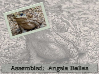 The Cane Toad:  Saviour or Menace?