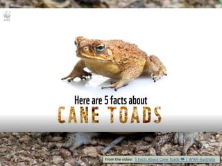 From the video: 5 Facts About Cane Toads 🐸 | WWF-Australia
 