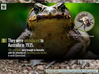 From the video: 5 Facts About Cane Toads 🐸 | WWF-Australia
 