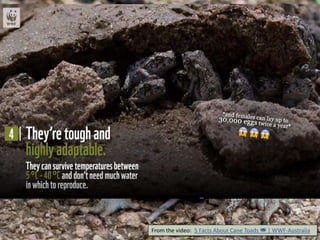 From the video: 5 Facts About Cane Toads 🐸 | WWF-Australia
 