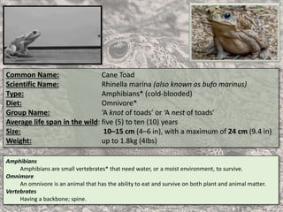 Common Name: Cane Toad
Scientific Name: Rhinella marina (also known as bufo marinus)
Type: Amphibians* (cold-blooded)
Diet: Omnivore*
Group Name: ‘A knot of toads’ or ‘A nest of toads’
Average life span in the wild: five (5) to ten (10) years
Size: 10–15 cm (4–6 in), with a maximum of 24 cm (9.4 in)
Weight: up to 1.8kg (4Ibs)
Amphibians
Amphibians are small vertebrates* that need water, or a moist environment, to survive.
Omnimore
An omnivore is an animal that has the ability to eat and survive on both plant and animal matter.
Vertebrates
Having a backbone; spine.
 