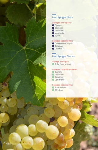 Les cépages Noirs
Cépages principaux:
Cinsault
Counoise
Grenache
Mourvèdre
Syrah
Cépages accessoires:
Cabernet-sauvignon
Carignan
Caladoc
Les cépages Blancs
Cépage principal:
Rolle (vermentino)
Cépages complémentaires:
Clairette
Grenache
Sauvignon
Ugni blanc
Cépages accessoires:
Bourboulenc
Sémillon
42 | Guide des Vins de Provence
 