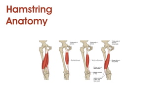 Hamstring
Anatomy
 