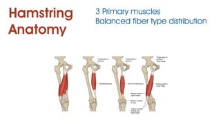 Hamstring
Anatomy
3 Primary muscles
Balanced fiber type distribution
 
