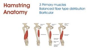 Hamstring
Anatomy
3 Primary muscles
Balanced fiber type distribution
Biarticular
 
