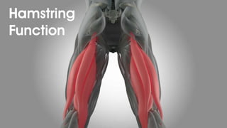 Hamstring
Function
 