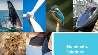 Biomimetic
Solutions
 