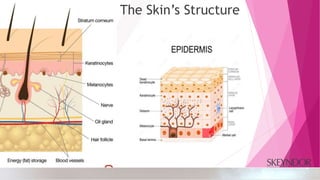 The Skin’s Structure
 