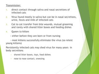Transmission:
1. direct contact through saliva and nasal secretions of
infected cats
2. Virus found mostly in saliva but can be in nasal secretions,
urine, feces and milk of infected cats
3. Cat to cat transfer from bite wounds, mutual grooming
and rarely with shared litter boxes and feeding dishes
4. Queen to kitten
- either before they are born or from nursing
- most kittens successfully eliminate the virus (so retest
young kittens)
Persistently infected cats may shed virus for many years in
body secretions
• shared litter boxes, toys, food dishes
• nose to nose contact, sneezing
 