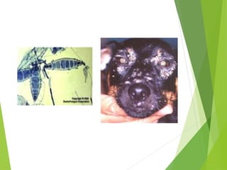 2020 microbiology viruses final