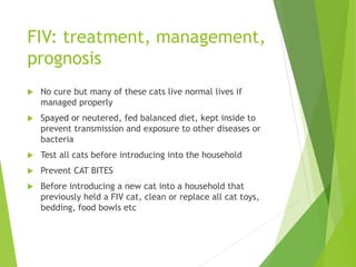 FIV: treatment, management,
prognosis
 No cure but many of these cats live normal lives if
managed properly
 Spayed or neutered, fed balanced diet, kept inside to
prevent transmission and exposure to other diseases or
bacteria
 Test all cats before introducing into the household
 Prevent CAT BITES
 Before introducing a new cat into a household that
previously held a FIV cat, clean or replace all cat toys,
bedding, food bowls etc
 