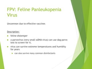 FPV: Feline Panleukopenia
Virus
Uncommon due to effective vaccines
Description:
 feline distemper
 a parvovirus (very small ssDNA virus) can use dog parvo
test to screen for it.
 virus can survive extreme temperatures and humidity
for years
 can also survive many common disinfectants
 