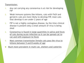 Transmission:
1. Any cat carrying any coronavirus is at risk for developing
FIP
2. Weak immune systems like kittens, cats with FeLV and
geriatric cats are more likely to develop FIP, most cats
that develop it are under 2 years of age
3. FIP is not a highly contagious disease, by the time clinical
disease is present only a small amount of virus is being
shed
4. Coronavirus is found in large quantities in saliva and feces
of cats during acute infection so it can be spread cat to
cat and with exposure to feces
5. Most common transmission female cats pass the virus to
kittens between 5 and 8 weeks of age
 Much more prevalent in multi cat, shelters and catteries
 