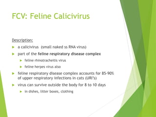 FCV: Feline Calicivirus
Description:
 a calicivirus (small naked ss RNA virus)
 part of the feline respiratory disease complex
 feline rhinotracheitis virus
 feline herpes virus also
 feline respiratory disease complex accounts for 85-90%
of upper respiratory infections in cats (URI’s)
 virus can survive outside the body for 8 to 10 days
 in dishes, litter boxes, clothing
 