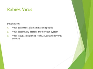 Rabies Virus
Description:
1. virus can infect all mammalian species
2. virus selectively attacks the nervous system
3. viral incubation period from 2 weeks to several
months
 