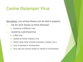 Canine Distemper Virus
Description: very serious disease (can be fatal in puppies)
1. not the same disease as feline distemper
 caused by a different virus
2. caused by a paramyxovirus
 a RNA virus
 related to human measles virus
 infects some other animals (raccoons, weasles, etc.)
 virus is common in environment
 virus may live several weeks or months in environment
 