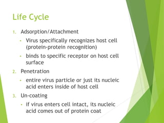 Life Cycle
1. Adsorption/Attachment
• Virus specifically recognizes host cell
(protein-protein recognition)
• binds to specific receptor on host cell
surface
2. Penetration
• entire virus particle or just its nucleic
acid enters inside of host cell
3. Un-coating
• if virus enters cell intact, its nucleic
acid comes out of protein coat
 