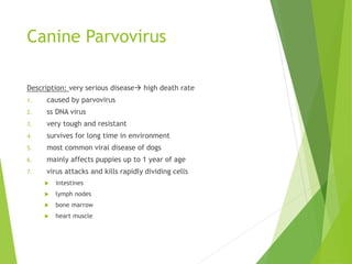 Canine Parvovirus
Description: very serious disease high death rate
1. caused by parvovirus
2. ss DNA virus
3. very tough and resistant
4. survives for long time in environment
5. most common viral disease of dogs
6. mainly affects puppies up to 1 year of age
7. virus attacks and kills rapidly dividing cells
 intestines
 lymph nodes
 bone marrow
 heart muscle
 