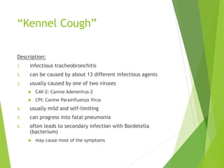 “Kennel Cough”
Description:
1. infectious tracheobronchitis
2. can be caused by about 13 different infectious agents
3. usually caused by one of two viruses
 CAV-2: Canine Adenovirus-2
 CPI: Canine Parainfluenza Virus
4. usually mild and self-limiting
5. can progress into fatal pneumonia
6. often leads to secondary infection with Bordetella
(bacterium)
 may cause most of the symptoms
 