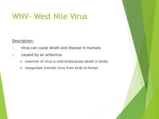 WNV- West Nile Virus
Description:
1. virus can cause death and disease in humans
2. caused by an arbovirus
 reservoir of virus is wild birds(causes death in birds)
 mosquitoes transfer virus from birds to horses
 