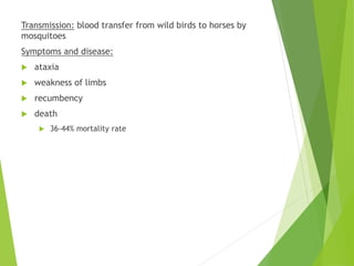 Transmission: blood transfer from wild birds to horses by
mosquitoes
Symptoms and disease:
 ataxia
 weakness of limbs
 recumbency
 death
 36-44% mortality rate
 