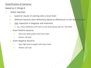Classification of bacteria:
based on 2 things
1. Gram reaction
a) based on results of staining with a Gram Stain
b) different bacteria stain differently based on differences in cell wall structure
c) very important in diagnosis and treatment
 e.g. many antibiotics will work on one Gram group and not the other
 Gram Positive bacteria
a) stain very dark purple with Gram Stain
b) thicker cell wall
 Gram Negative bacteria
a) stain light pink/orangish with Gram Stain
b) thinner cell wall
 