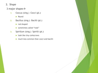 2. Shape
3 major shapes
1) Coccus (sing.) Cocci (pl.)
 Round
2) Bacillus (sing.) Bacilli (pl.)
 rod shaped
 sometimes called “rods”
3) Spirillum (sing.) Spirilli (pl.)
 look like tiny corkscrews
 much less common than cocci and bacilli
 