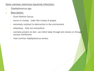 Some common veterinary bacterial infections:
1. Staphylococcus spp.
2. Description:
• Gram Positive Coccus
• occurs in clumps – looks like clumps of grapes
• extremely resistant to destruction in the environment
• ubiquitous – they are everywhere
• normally present on skin- can infect body through skin lesions or through
mucous membranes
• most common Staphylococcus aureus
 