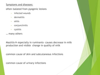 Symptoms and diseases:
often isolated from pyogenic lesions
• infected wounds
• dermatitis
• otitis
• conjunctivitis
• cystitis
… many others
Mastitis especially in ruminants- causes decrease in milk
production and visible change in quality of milk
common cause of skin and subcutaneous infections
common cause of urinary infections
 