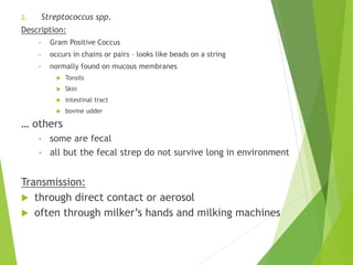 2. Streptococcus spp.
Description:
• Gram Positive Coccus
• occurs in chains or pairs – looks like beads on a string
• normally found on mucous membranes
 Tonsils
 Skin
 intestinal tract
 bovine udder
… others
• some are fecal
• all but the fecal strep do not survive long in environment
Transmission:
 through direct contact or aerosol
 often through milker’s hands and milking machines
 