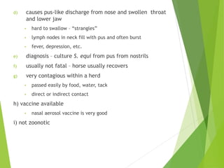 d) causes pus-like discharge from nose and swollen throat
and lower jaw
• hard to swallow – “strangles”
• lymph nodes in neck fill with pus and often burst
• fever, depression, etc.
e) diagnosis – culture S. equi from pus from nostrils
f) usually not fatal – horse usually recovers
g) very contagious within a herd
• passed easily by food, water, tack
• direct or indirect contact
h) vaccine available
• nasal aerosol vaccine is very good
i) not zoonotic
 