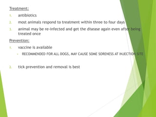Treatment:
1. antibiotics
2. most animals respond to treatment within three to four days
3. animal may be re-infected and get the disease again even after being
treated once
Prevention:
1. vaccine is available
• RECOMMENDED FOR ALL DOGS, MAY CAUSE SOME SORENESS AT INJECTION SITE
2. tick prevention and removal is best
 