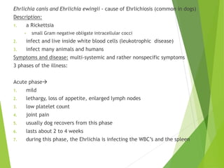 Ehrlichia canis and Ehrlichia ewingii - cause of Ehrlichiosis (common in dogs)
Description:
1. a Rickettsia
• small Gram negative obligate intracellular cocci
2. infect and live inside white blood cells (leukotrophic disease)
3. infect many animals and humans
Symptoms and disease: multi-systemic and rather nonspecific symptoms
3 phases of the illness:
Acute phase
1. mild
2. lethargy, loss of appetite, enlarged lymph nodes
3. low platelet count
4. joint pain
5. usually dog recovers from this phase
6. lasts about 2 to 4 weeks
7. during this phase, the Ehrlichia is infecting the WBC’s and the spleen
 