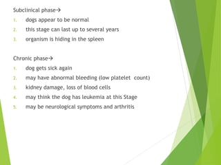 Subclinical phase
1. dogs appear to be normal
2. this stage can last up to several years
3. organism is hiding in the spleen
Chronic phase
1. dog gets sick again
2. may have abnormal bleeding (low platelet count)
3. kidney damage, loss of blood cells
4. may think the dog has leukemia at this Stage
5. may be neurological symptoms and arthritis
 