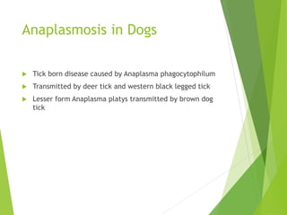 Anaplasmosis in Dogs
 Tick born disease caused by Anaplasma phagocytophilum
 Transmitted by deer tick and western black legged tick
 Lesser form Anaplasma platys transmitted by brown dog
tick
 