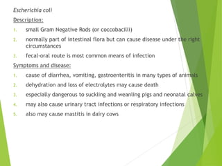 Escherichia coli
Description:
1. small Gram Negative Rods (or coccobacilli)
2. normally part of intestinal flora but can cause disease under the right
circumstances
3. fecal-oral route is most common means of infection
Symptoms and disease:
1. cause of diarrhea, vomiting, gastroenteritis in many types of animals
2. dehydration and loss of electrolytes may cause death
3. especially dangerous to suckling and weanling pigs and neonatal calves
4. may also cause urinary tract infections or respiratory infections
5. also may cause mastitis in dairy cows
 