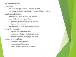 Pasteurella multocida
Description:
1. small Gram Negative Bacilli (or coccobacilli)
2. causes a wide variety of diseases in many different animals
Symptoms and disease:
1. serious infection in animals and humans
2. wound infection in dogs and cats
• normally found in mouth of dogs and cats
• opportunistic pathogen
3. respiratory tract infections in most animals
4. snuffles in rabbits
• common and VERY IMPORTANT
• pneumonia and upper respiratory infection
• sneezing, coughing, runny eyes and nose
5. cause of swine plague
• pneumonia-like symptoms
• high fever, cough, anorexia
• almost always a secondary infection
 
