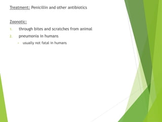 Treatment: Penicillin and other antibiotics
Zoonotic:
1. through bites and scratches from animal
2. pneumonia in humans
• usually not fatal in humans
 