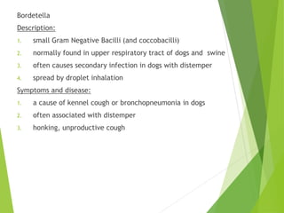 Bordetella
Description:
1. small Gram Negative Bacilli (and coccobacilli)
2. normally found in upper respiratory tract of dogs and swine
3. often causes secondary infection in dogs with distemper
4. spread by droplet inhalation
Symptoms and disease:
1. a cause of kennel cough or bronchopneumonia in dogs
2. often associated with distemper
3. honking, unproductive cough
 